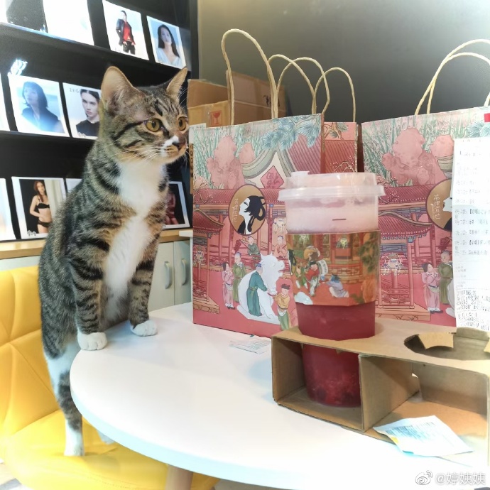 猫图片|宠物猫|猫咪|