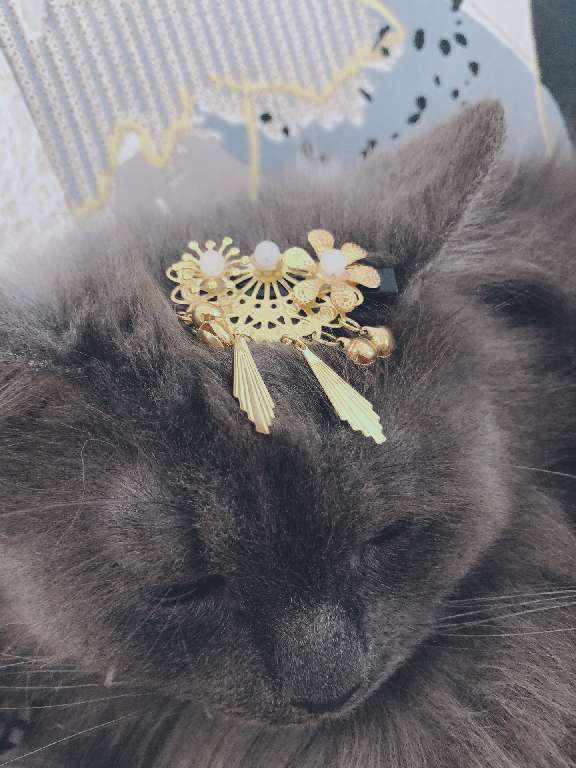 猫图片|宠物猫|猫咪|