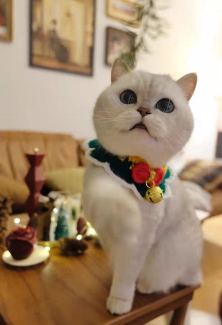 猫图片|宠物猫|猫咪|