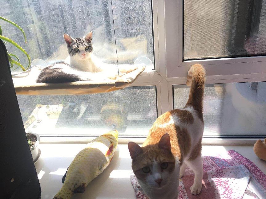 猫图片|宠物猫|猫咪|