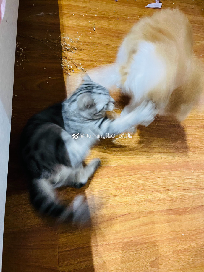 猫图片|宠物猫|猫咪|