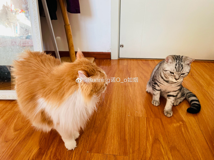 猫图片|宠物猫|猫咪|