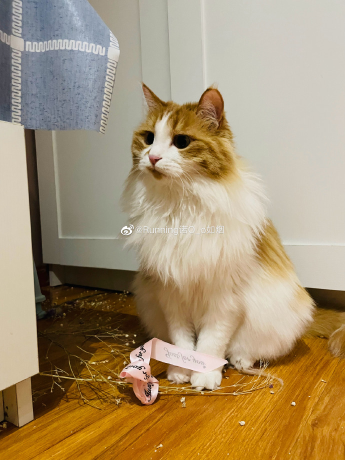 猫图片|宠物猫|猫咪|