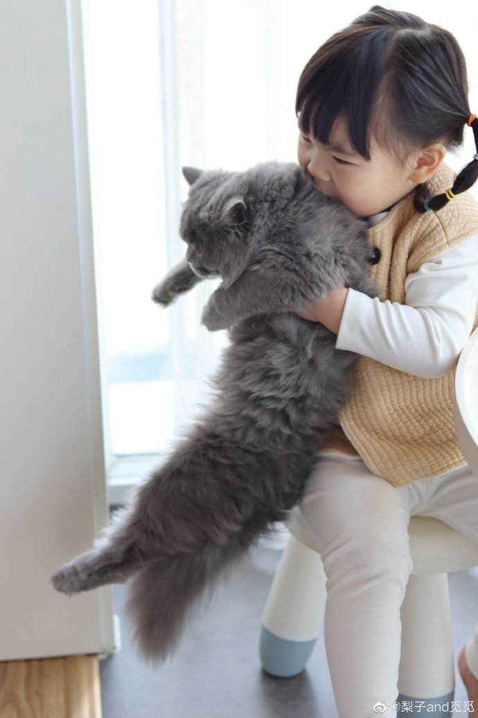 猫图片|宠物猫|猫咪|