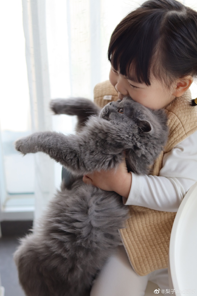 猫图片|宠物猫|猫咪|