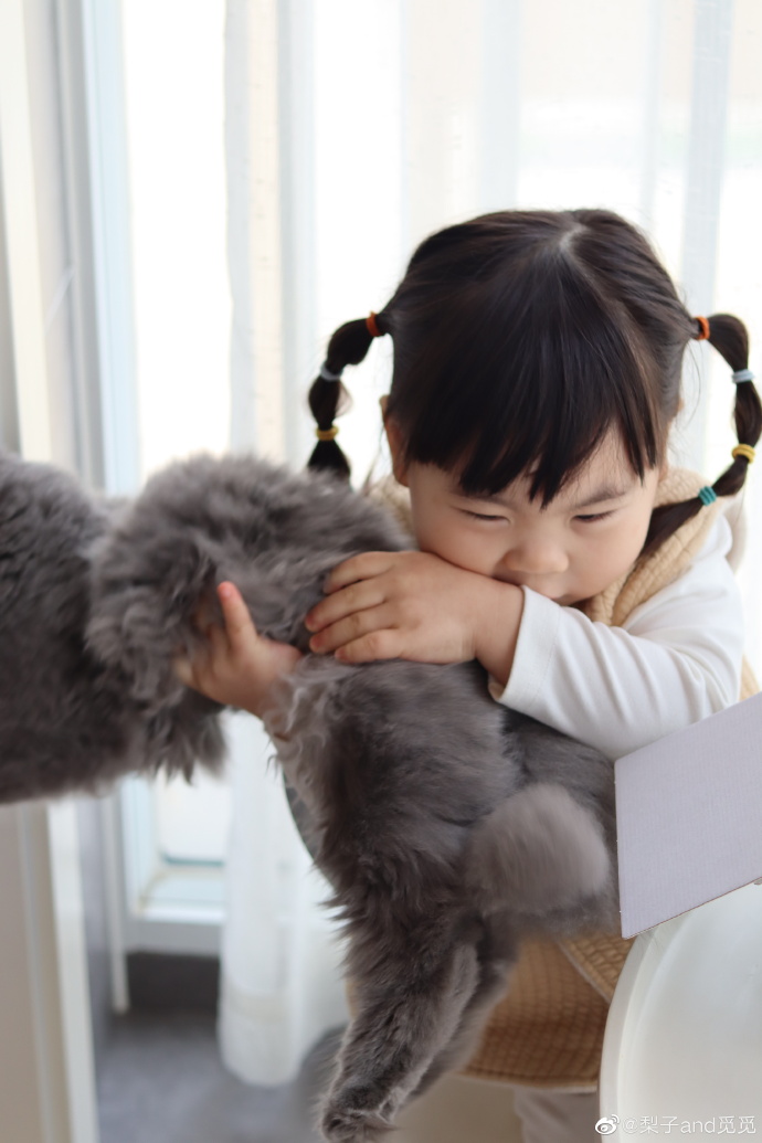 猫图片|宠物猫|猫咪|