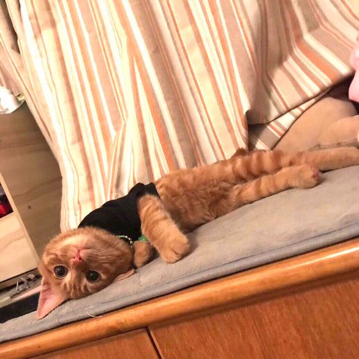 猫图片|宠物猫|猫咪|