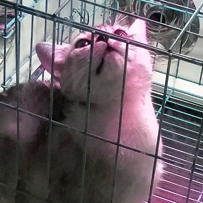 猫图片|宠物猫|猫咪|