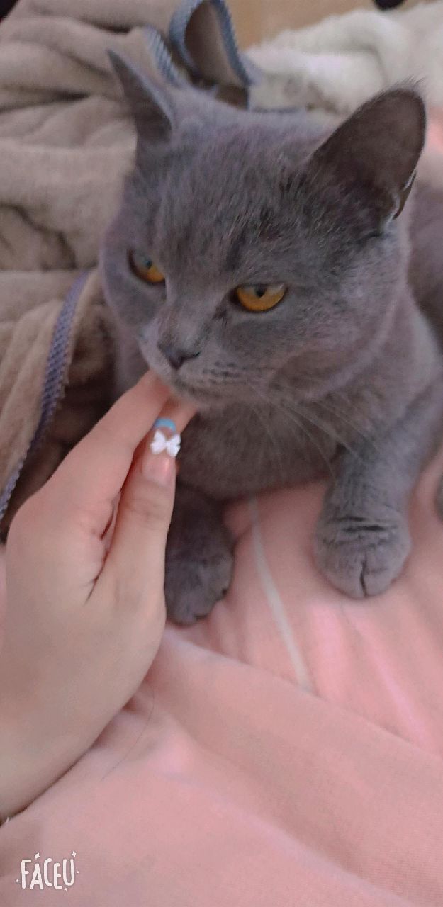 猫图片|宠物猫|猫咪|