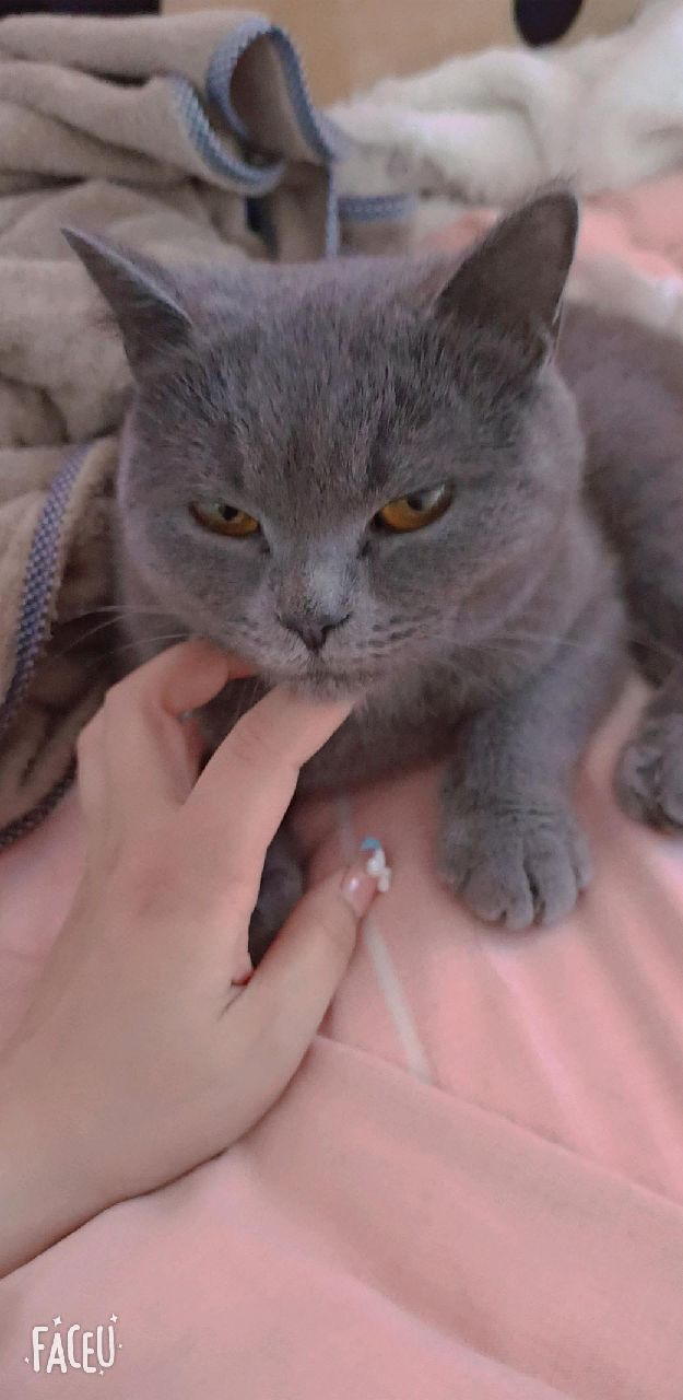 猫图片|宠物猫|猫咪|