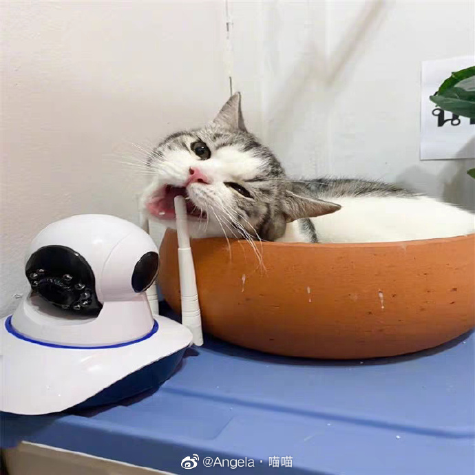 猫图片|宠物猫|猫咪|