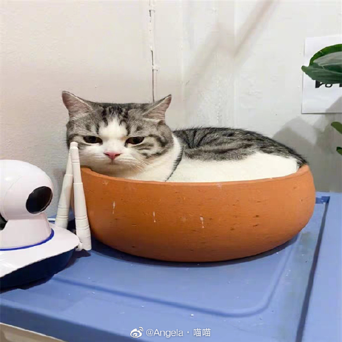 猫图片|宠物猫|猫咪|