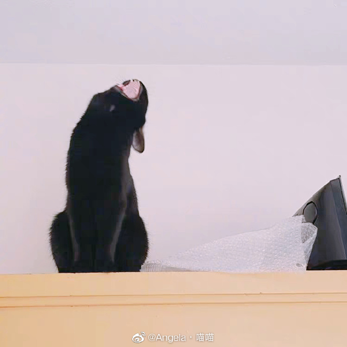 猫图片|宠物猫|猫咪|