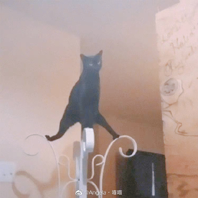 猫图片|宠物猫|猫咪|