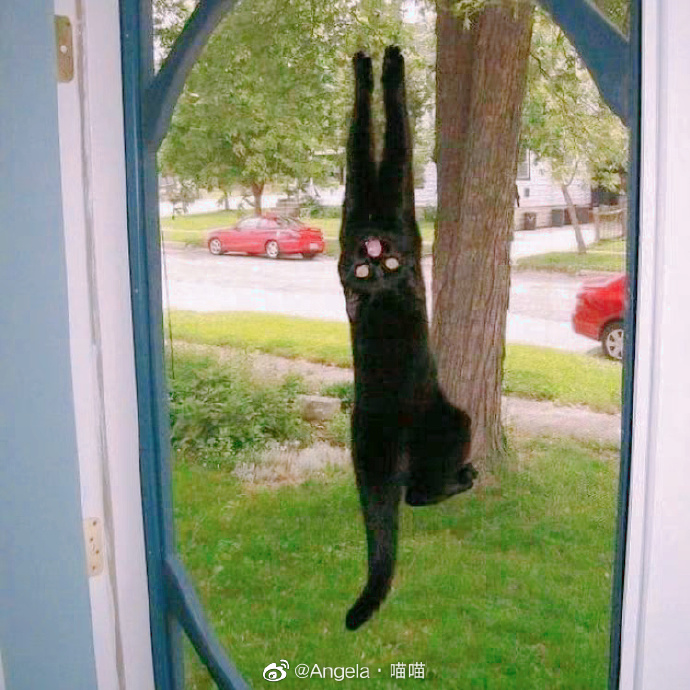 猫图片|宠物猫|猫咪|