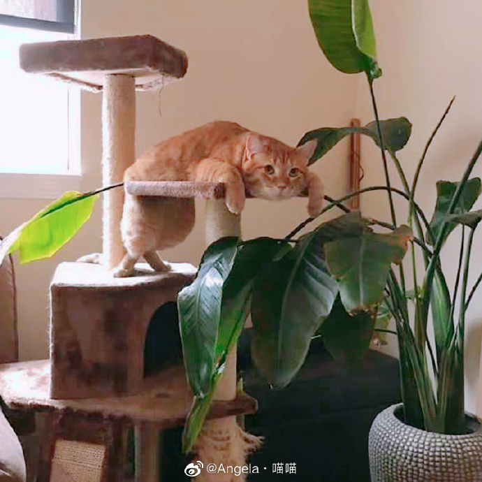 猫图片|宠物猫|猫咪|