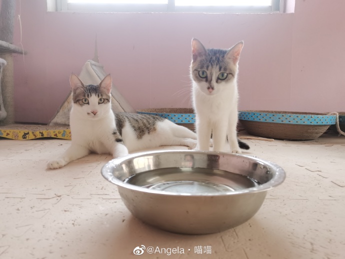 猫图片|宠物猫|猫咪|