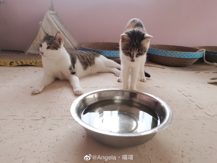 猫图片|宠物猫|猫咪|