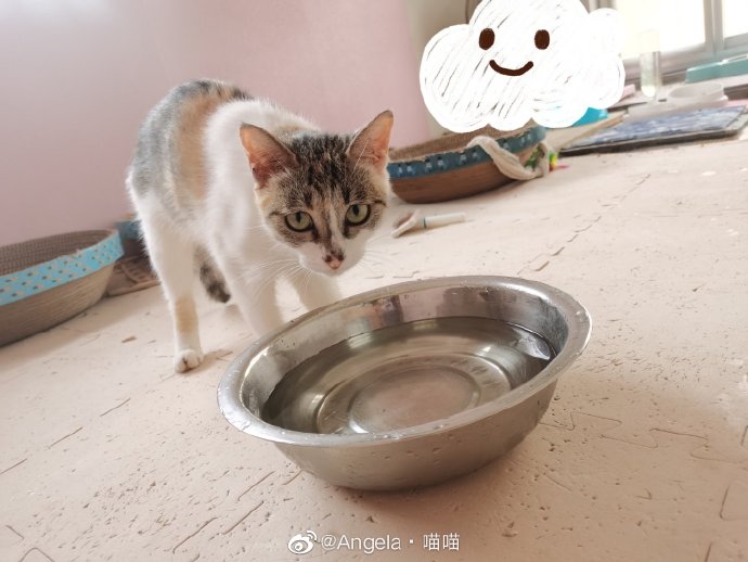 猫图片|宠物猫|猫咪|