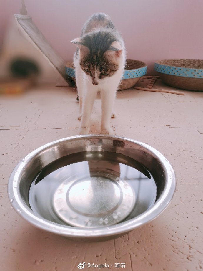 猫图片|宠物猫|猫咪|