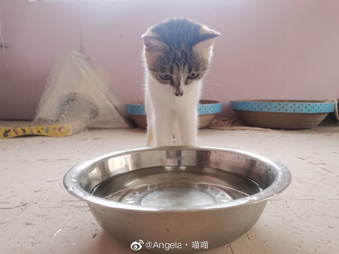 猫图片|宠物猫|猫咪|