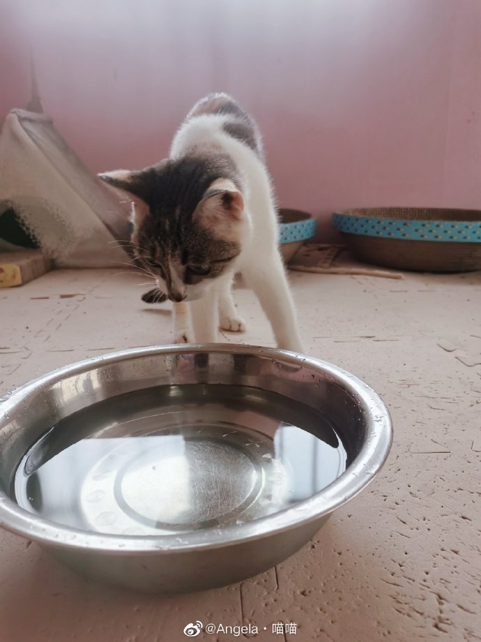 猫图片|宠物猫|猫咪|