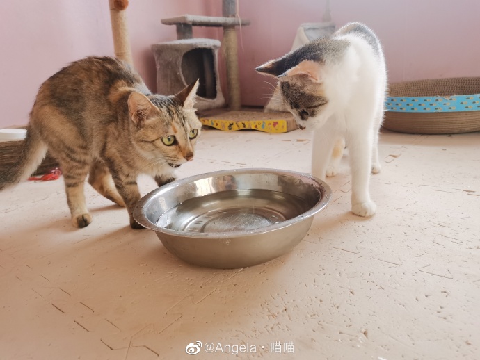 猫图片|宠物猫|猫咪|