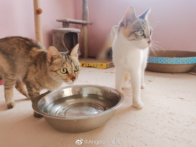 猫图片|宠物猫|猫咪|