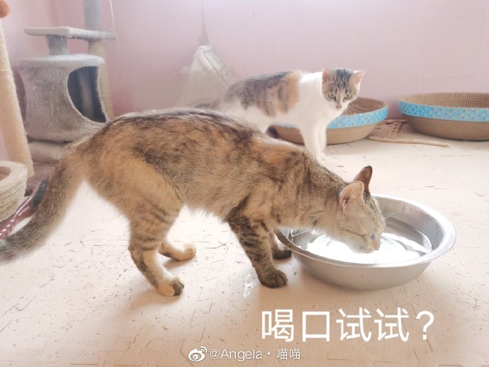 猫图片|宠物猫|猫咪|