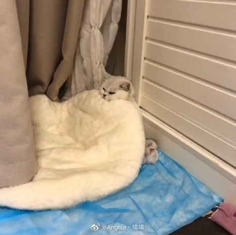 猫图片|宠物猫|猫咪|