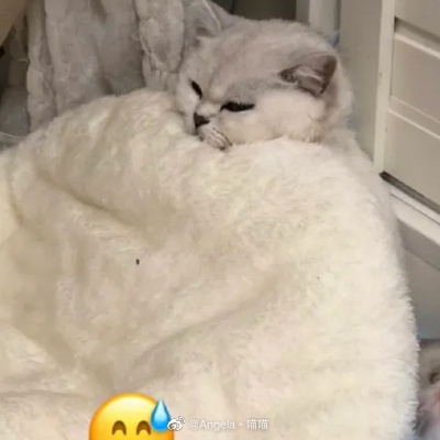 猫图片|宠物猫|猫咪|