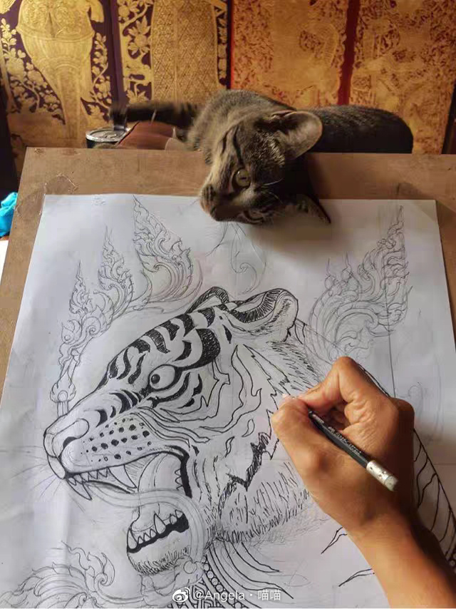 猫图片|宠物猫|猫咪|