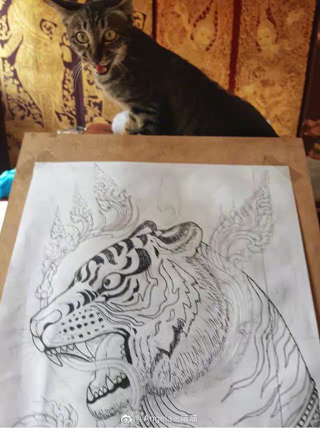 猫图片|宠物猫|猫咪|