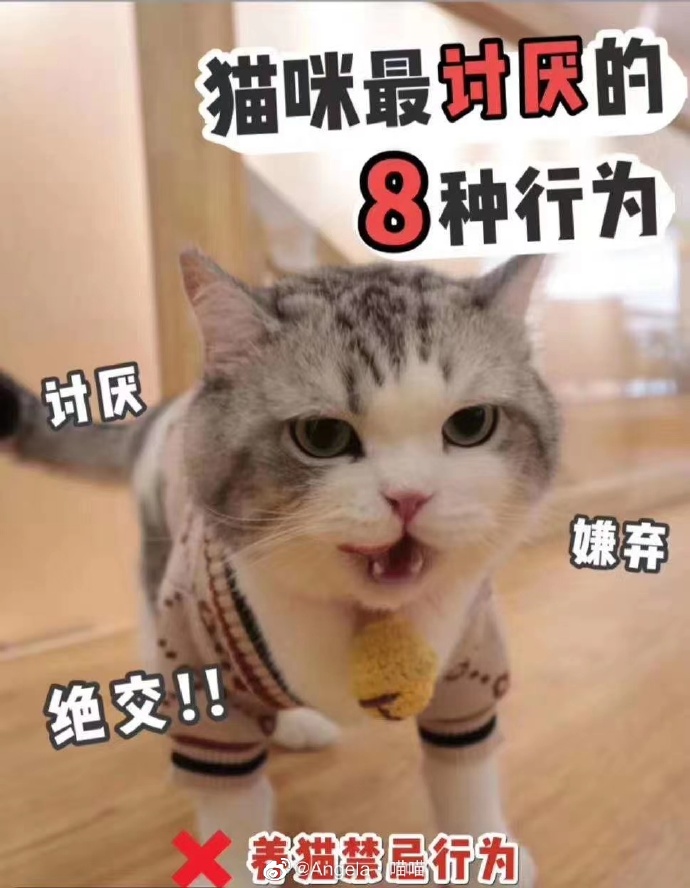 猫图片|宠物猫|猫咪|