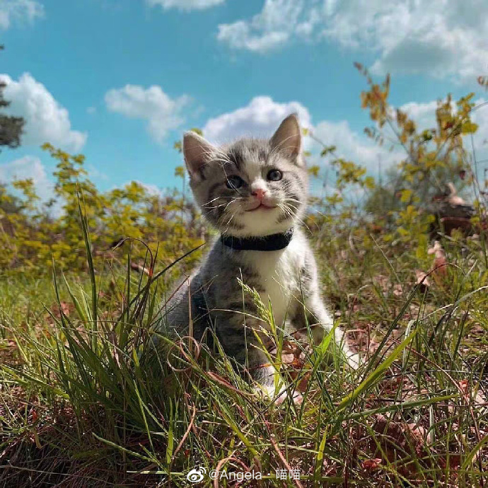 猫图片|宠物猫|猫咪|