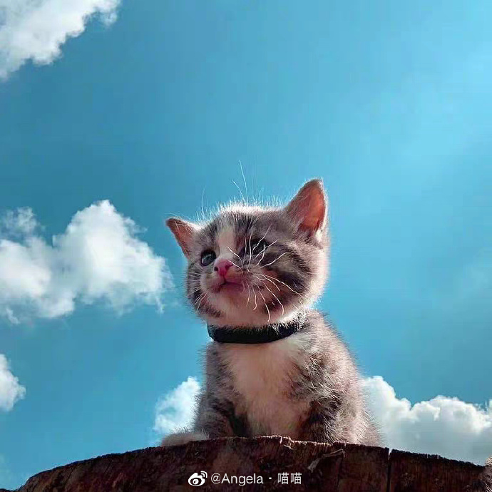 猫图片|宠物猫|猫咪|