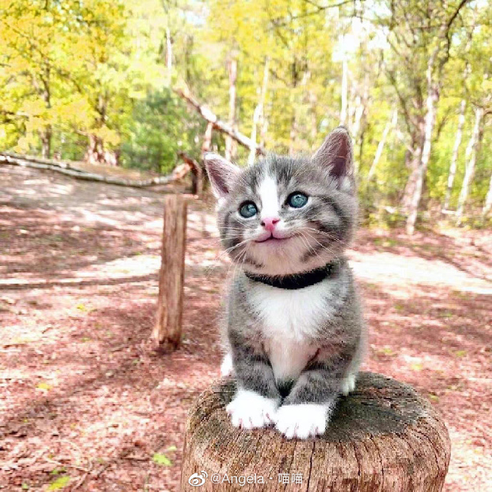 猫图片|宠物猫|猫咪|