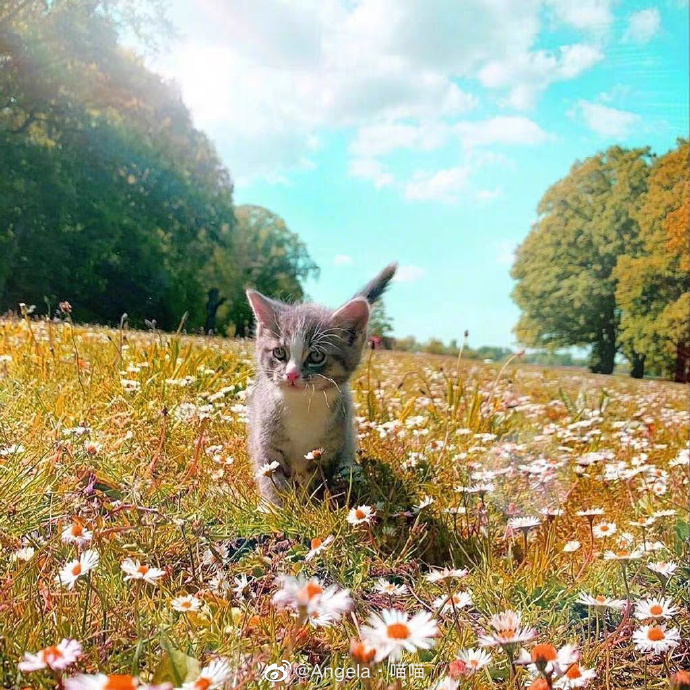 猫图片|宠物猫|猫咪|