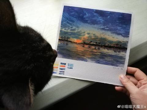 猫图片|宠物猫|猫咪|