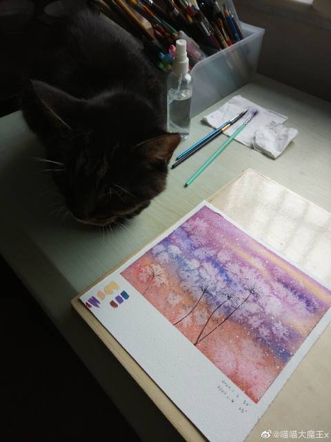 猫图片|宠物猫|猫咪|