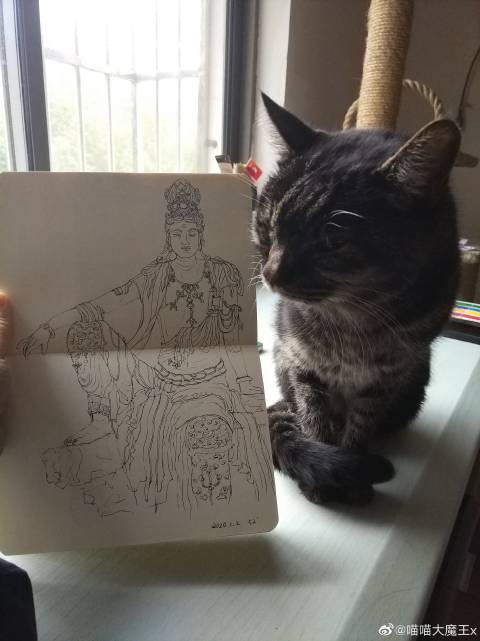 猫图片|宠物猫|猫咪|