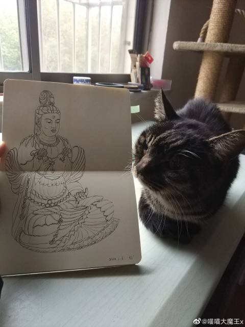 猫图片|宠物猫|猫咪|