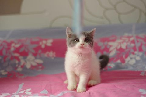 猫图片|宠物猫|猫咪|