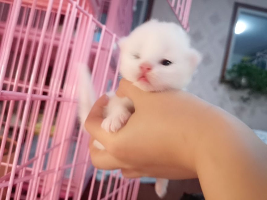 猫图片|宠物猫|猫咪|