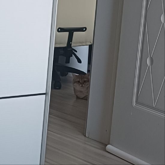 猫图片|宠物猫|猫咪|