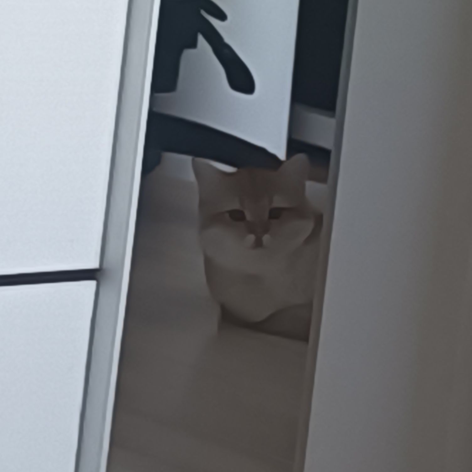 猫图片|宠物猫|猫咪|