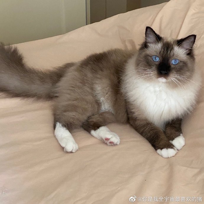 猫图片|宠物猫|猫咪|