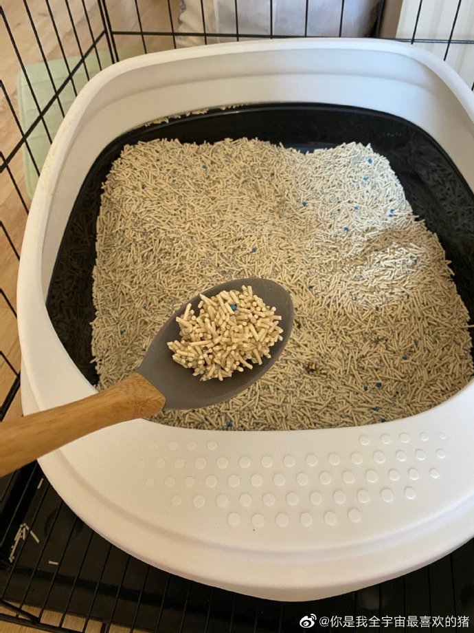 猫图片|宠物猫|猫咪|