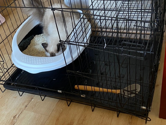 猫图片|宠物猫|猫咪|