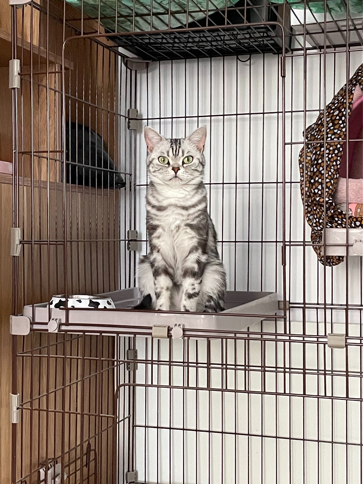 猫图片|宠物猫|猫咪|